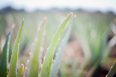 It's in the name! Aloe Vera